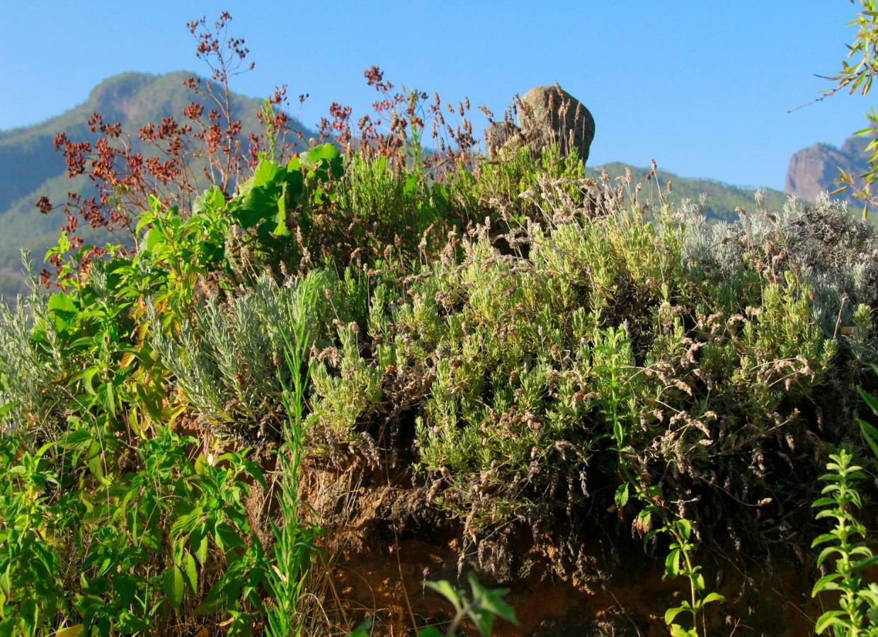 Finca Cosmos El Paso Exteriér fotografie